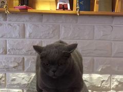 -猫咖时代(中山亭店)