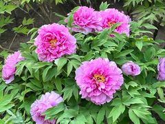 -莲花池公园