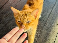 -卡帕莱度假村(西巴丹岛)