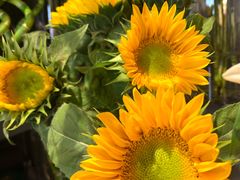 -花言草语(灵山路店)