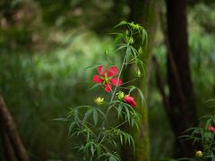 -西湖风景区-江洋畈生态公园