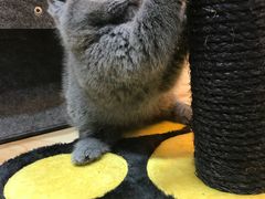 -喵zoo家庭繁育猫舍(尖东智能花园店)