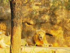 -北京野生动物园