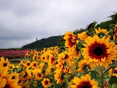 -径山花海