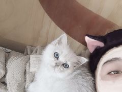 -爱佳宠物中心医院24H·CT·骨外科·猫专科(瑶海万达店)