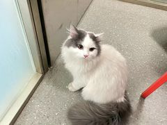 -伟伟宠物医院·瑞派猫友好医院·猫科(光谷店)