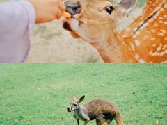 -常州淹城野生动物世界