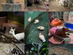 -正佳雨林生态植物园