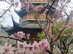 -红梅公园
