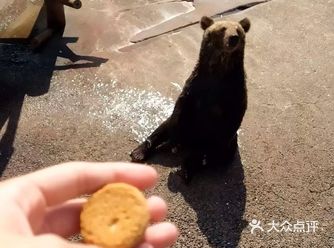 只有熊饼干，熊才会理我