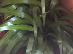 -花鸟鱼虫鲜花绿植市场(玉泉路店)