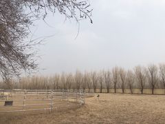 -北京群众马术培训基地
