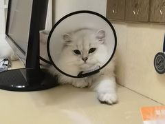 -瑞派康怡24h宠物医院·犬猫医疗中心·微创绝育(瑞景分院)