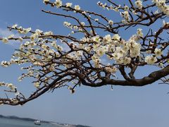 -香雪海