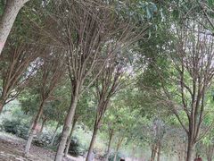 -武汉紫薇都市田园