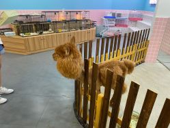 -Moni星球萌宠·小马宝莉·灵蛇·高端高阶全萌宠互动体验俱乐部(红豆国际广场店)