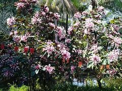 -海南热带野生动植物园