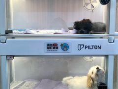 -翊宠yipet猫狗购宠庄园