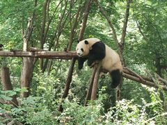 -成都大熊猫繁育研究基地