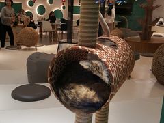 -飞行喵MR PILOT|猫舍·猫咖(静安大融城店)