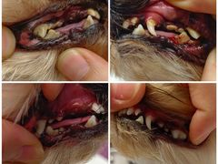 -FAELING PETS美天灵宠物(富力广场店)