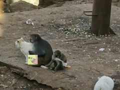 -昆明动物园
