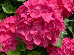 -古城苗家土菜馆(河景餐厅店)