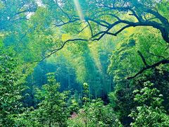 -杭州植物园