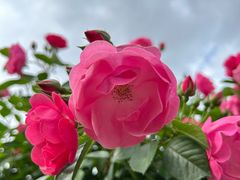 -上海滨江森林公园