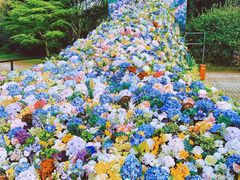 -上海共青森林公园