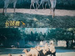 -上海野生动物园