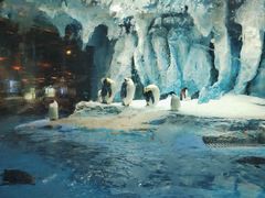 -帝企鹅自助餐厅•儿童岛•真企鹅(长隆企鹅酒店)