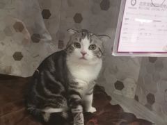 -宠爱国际动物医院·消化内科·心肾内科·ISFM猫友好(望京店)