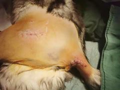 -伟伟宠物医院·CT影像中心·瑞派犬猫综合性门诊(汉口总院)