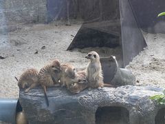 -深圳野生动物园