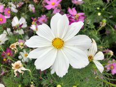 -海心沙亚运公园