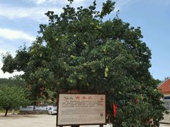 android_upload_pic-九龙池景区