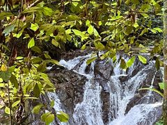 -莫里热带雨林景区