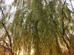 -永定河休闲森林公园