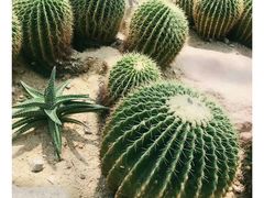 -华南国家植物园-售票处