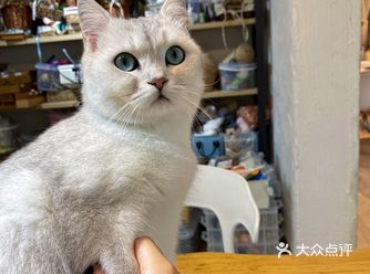 藏在桂林市中心的一家猫咖 在庙街门口巷子的楼上