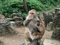 -黔灵山公园