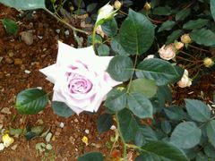 -人民公园(罗湖区)