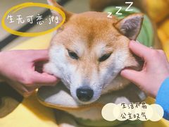 -逗柴咖啡屋·狗咖猫咖宠物桌游