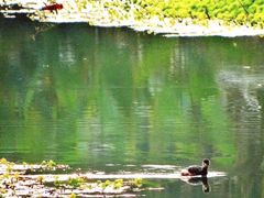 -桤木河湿地公园