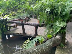 -绿光森林餐厅
