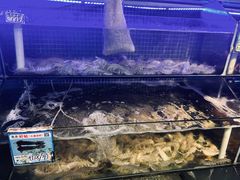 -庆余生平价生猛海鲜(海棠湾林旺夜市店)