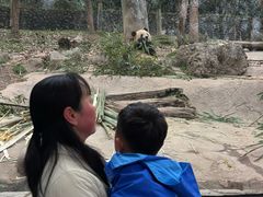 -都江堰中华大熊猫苑