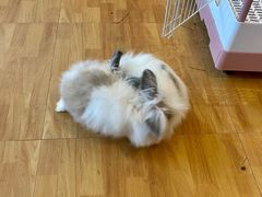 -猫猫幼稚园·撸猫·桌游·电玩