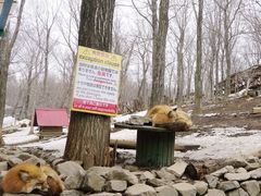 -宫城藏王狐狸村